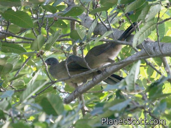 Plain Chachalaca (Ortalis vetula)