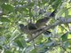 Plain Chachalaca (Ortalis vetula)