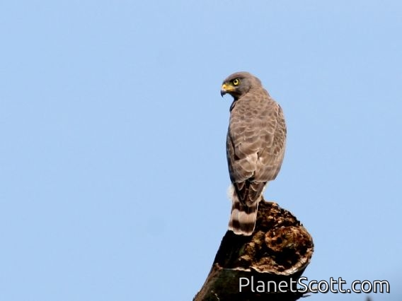 Roadside Hawk (Rupornis magnirostris)