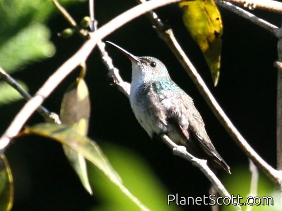 White-bellied Emerald (Amazilia candida)