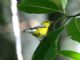 Blue-winged Warbler (Vermivora pinus) 
