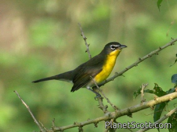 Yellow-breasted Chat (Icteria virens)
