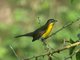 Yellow-breasted Chat (Icteria virens)