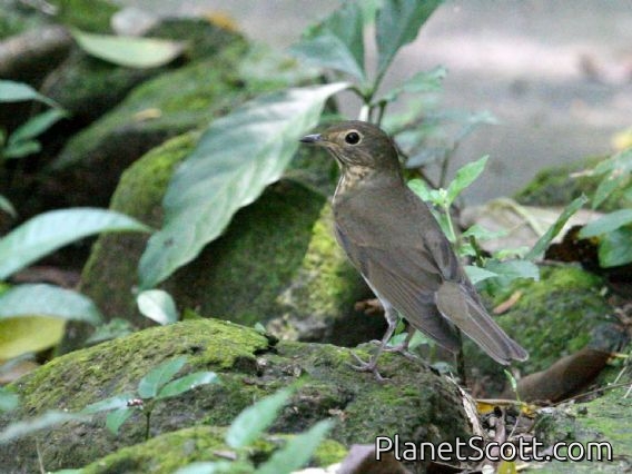 Swainson's Thrush (Catharus ustulatus)