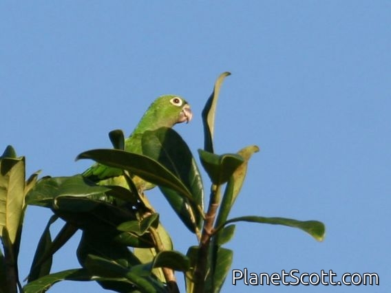 Olive-throated Parakeet (Eupsittula nana)