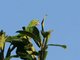 Olive-throated Parakeet (Eupsittula nana)