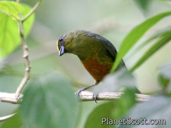 Olive-backed Euphonia (Euphonia gouldi)