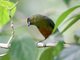 Olive-backed Euphonia (Euphonia gouldi)