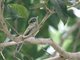 Eye-ringed Flatbill (Rhynchocyclus brevirostris)