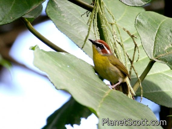 Rufous-capped Warbler (Basileuterus rufifrons)