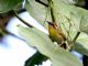 Rufous-capped Warbler (Basileuterus rufifrons) 