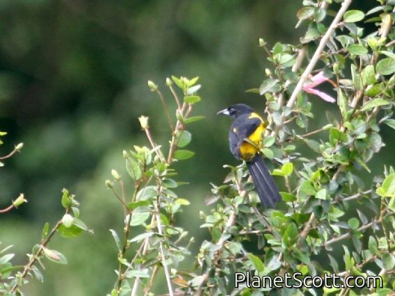Black-cowled Oriole (Icterus dominicensis)