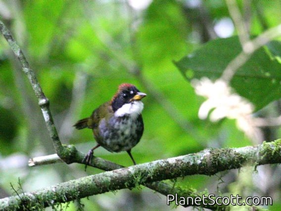 Chestnut-capped Brush-Finch (Atlapetes brunneinucha)