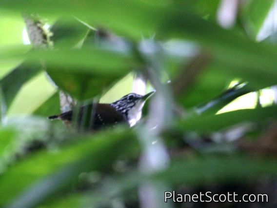 White-breasted Wood-Wren (Henicorhina leucosticta)