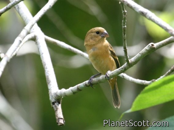 White-collared Seedeater (Sporophila torqueola) Female Mexico