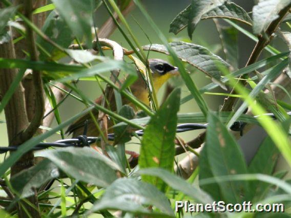 Gray-crowned Yellowthroat (Geothlypis poliocephala)