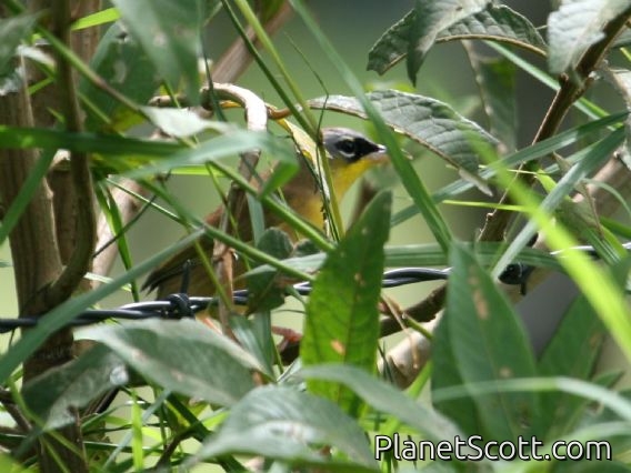Grey-crowned Yellowthroat (Geothlypis poliocephala)