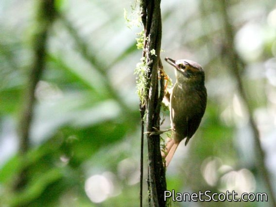Scaly-throated Foliage-gleaner (Anabacerthia variegaticeps)