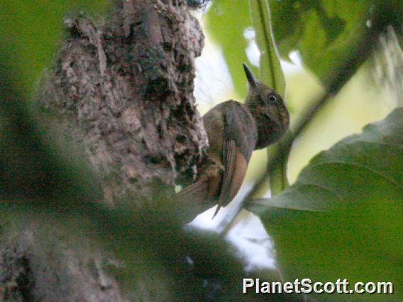 Tawny-winged Woodcreeper (Dendrocincla anabatina)