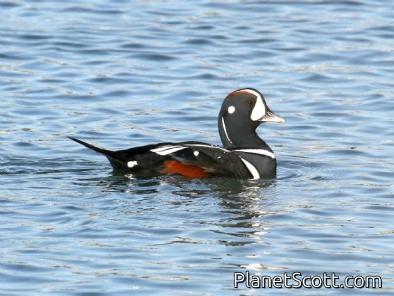 Harlequin Duck (Histrionicus histrionicus) Male - Heron's Head Park