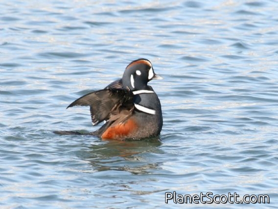 Harlequin Duck (Histrionicus histrionicus) Male Heron's Head Park