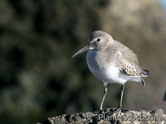 Dunlin (Calidris alpina) Nonbreeding Plumage