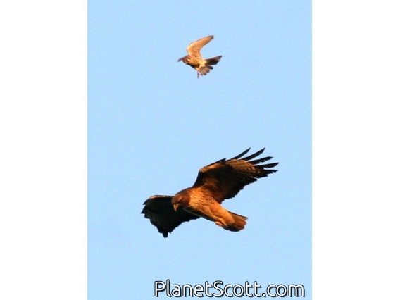Red-tailed Hawk (Buteo jamaicensis) Mobbed by Kestrel
