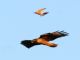 Red-tailed Hawk (Buteo jamaicensis) Mobbed by Kestrel
