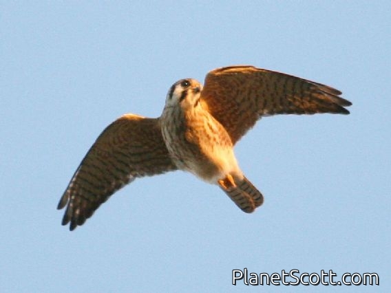 American Kestrel (Falco sparverius)