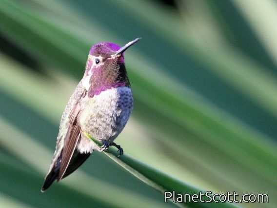 Anna's Hummingbird (Calypte anna) Male Breeding