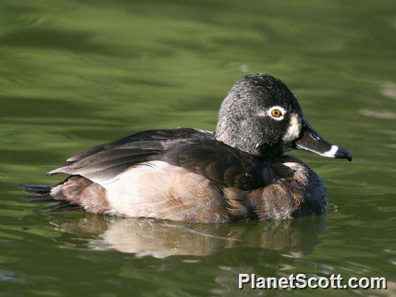 Ring-necked duck female Breeds in Central and Northern US