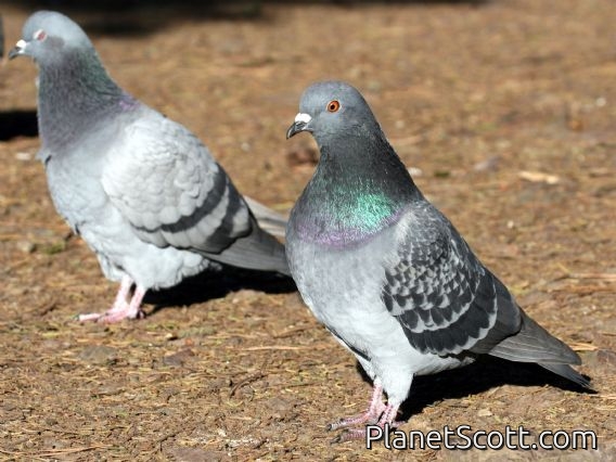 Rock Dove (Columba livia)