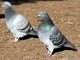 Rock Dove (Columba livia)