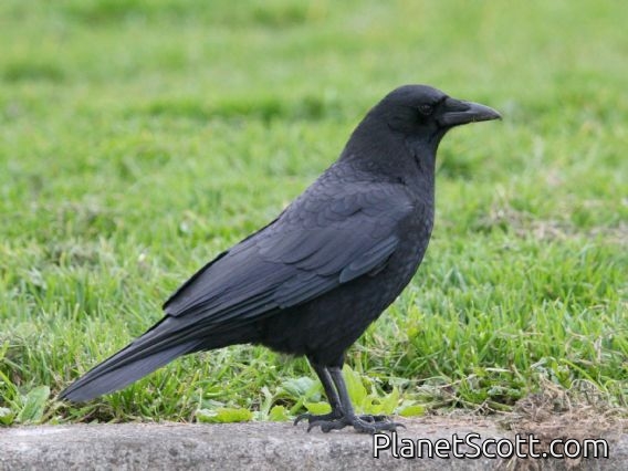 American Crow (Corvus brachyrhynchos)