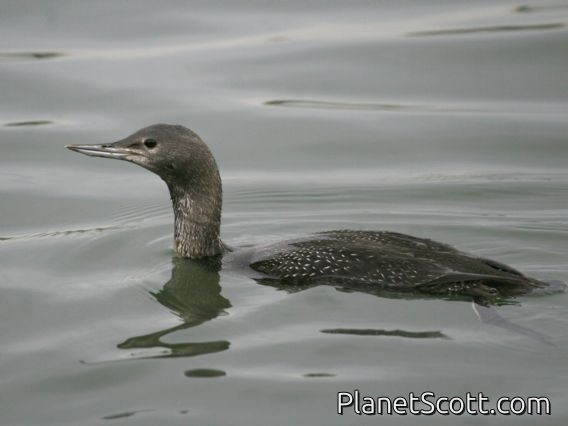 Red-throated Loon (Gavia stellata)