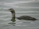 Red-throated Loon (Gavia stellata)