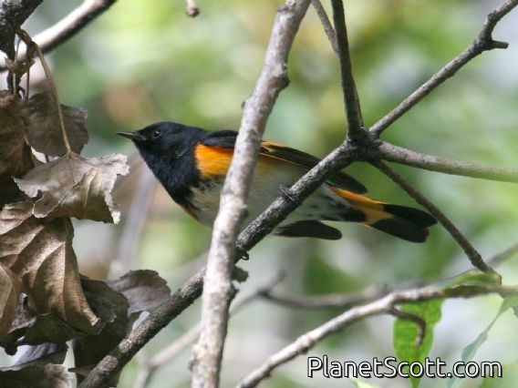 American Redstart (Setophaga ruticilla) Male