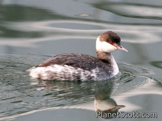 Horned Grebe (Podiceps auritus) Nonbreeding Plumage