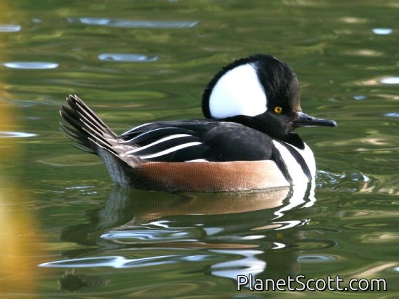 Hooded Merganser (Lophodytes cucullatus) Male