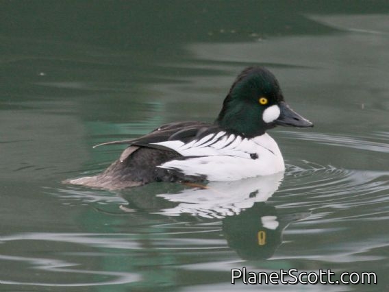 Common Goldeneye (Bucephala clangula) Male