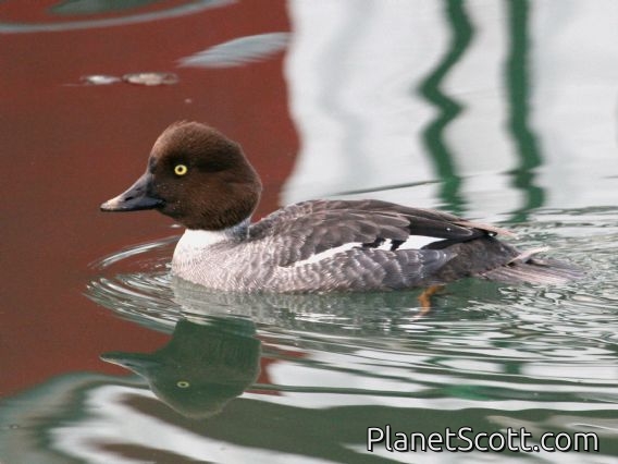 Common Goldeneye (Bucephala clangula) Female