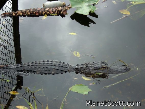 American Alligator (Alligator mississippiensis) Photo by Paul Carr