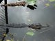 American Alligator (Alligator mississippiensis) Photo by Paul Carr