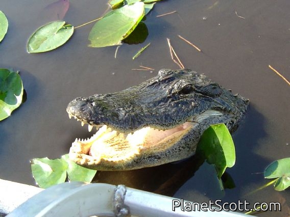 American Alligator (Alligator mississippiensis) Photo by Paul Carr