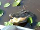 American Alligator (Alligator mississippiensis) Photo by Paul Carr