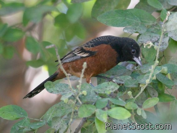 Orchard Oriole (Icterus spurius)