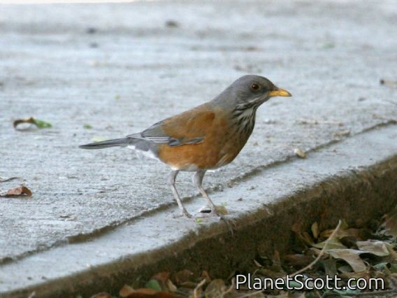 Rufous-backed Thrush (Turdus rufopalliatus)