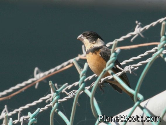 Cinnamon-rumped Seedeater (Sporophila torqueola) Male