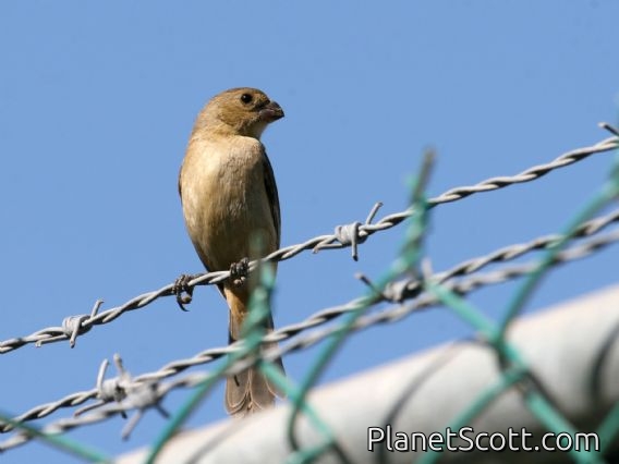 Cinnamon-rumped Seedeater (Sporophila torqueola) Female