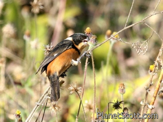 Cinnamon-rumped Seedeater (Sporophila torqueola) Male Feeding